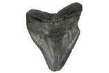 Bargain, Fossil Megalodon Tooth - South Carolina #180877-1